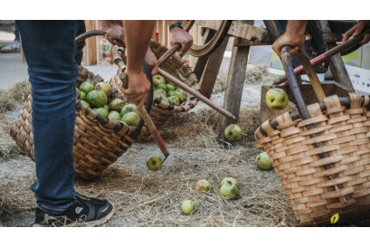 Apple Harvest 2020